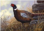 2000 MN Pheasant Stamp - Art Print by Scot Storm