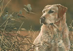 Field Companion Yellow Labrador Art Print by Scot Storm