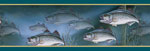 Striped Bass Wallpaper Border