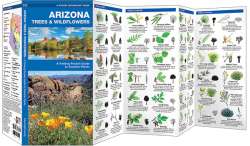 Arizona Trees & Wildflowers