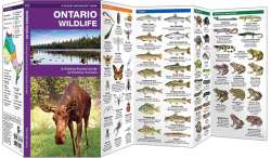 Ontario Wildlife