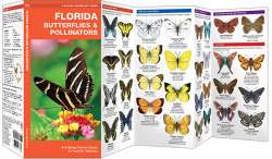 Florida Butterflies & Pollinators