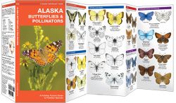 Alaska Butterflies & Moths