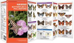 Hawaii Butterflies & Moths