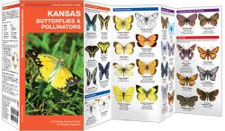 Kansas Butterflies & Moths