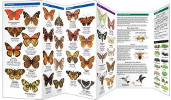 Kansas Butterflies & Moths