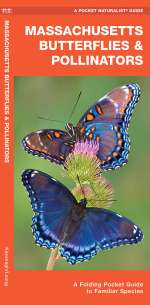 Massachusetts Butterflies & Pollinators - Pocket Guide