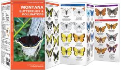 Montana Butterflies & Moths