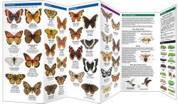 Montana Butterflies & Moths