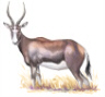 Blesbok