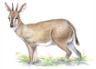 Common Duiker