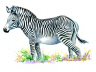 Grevy's Zebra