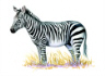 Mountain Zebra