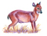 Natal Duiker