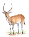 Red Lechwe