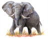 African Elephant