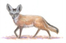 Bat-Eared Fox