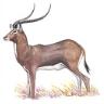 Black Lechwe