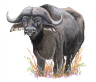 Cape Buffalo