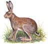 Cape Hare