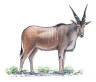 Eland