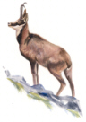 Chamois