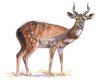 Bushbuck