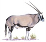 Gemsbok