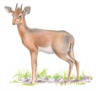 Kirk's Dikdik