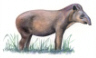 Lowland Tapir