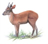 Red Brocket Deer
