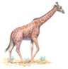 Reticulated Giraffe