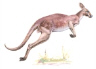 Red Kangaroo