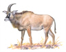 Roan Antelope