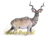 Greater Kudu