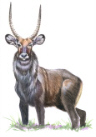 Waterbuck