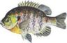 Bluegill 