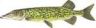 Chain Pickerel