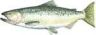 Chinook (King) Salmon