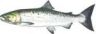 Coho (Silver) Salmon