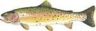 Cutthroat Trout