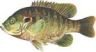 Green Sunfish