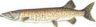 Spotted Muskellunge