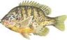 Pumpkinseed 