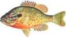 Redbreast Sunfish