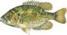 Rock Bass