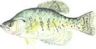 White Crappie