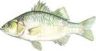 White Perch