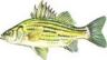 Yellow Bass