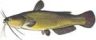 Yellow Bullhead